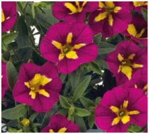 Снимок экрана 2025-08-03 0854534